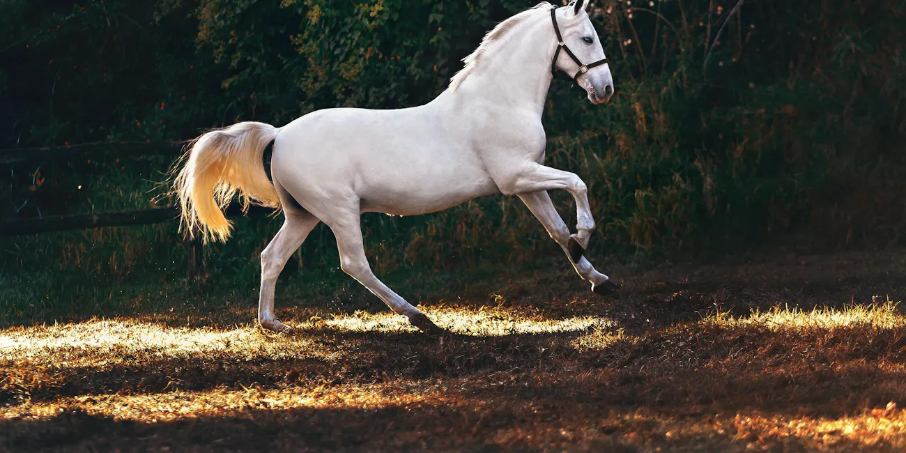 ein Lipizzaner in Bewegung