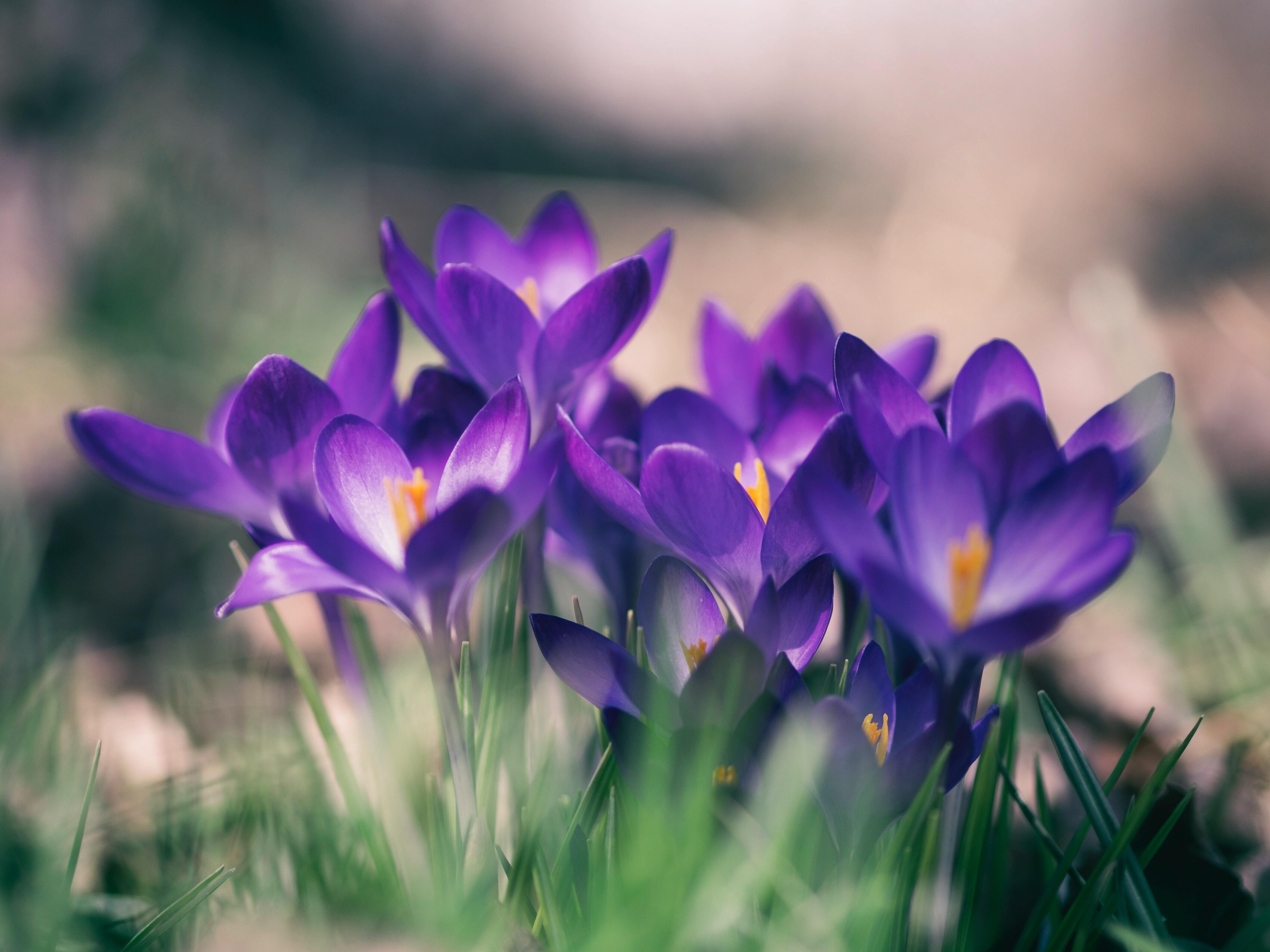 lila Frühlingsblumen in Großaufnahme